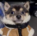 小狐狸头像